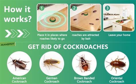 Natural Cockroach Killer for Kitchens, Bathrooms, and Cabinets ...