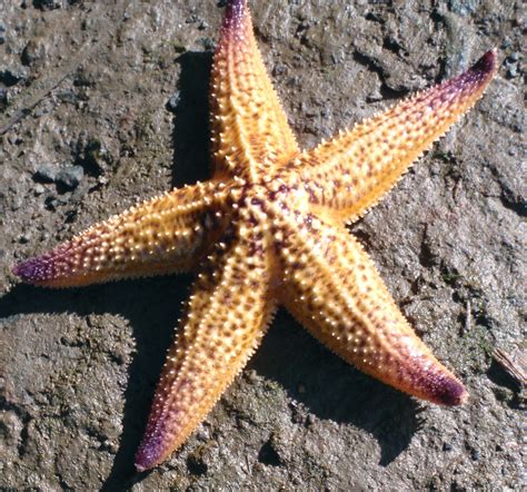 Invasive Species at emaze Presentation