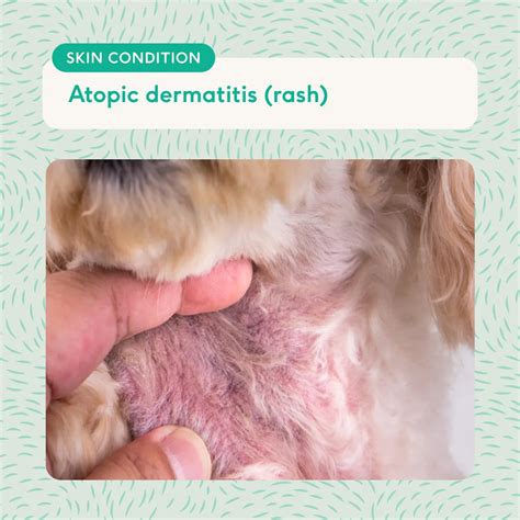 Dog skin allergies: triggers, symptoms and itch relief (with photos) | Lyka Blog