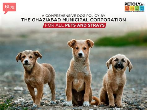 A Comprehensive Dog Policy by the Ghaziabad Municipal Corporation – PETOLY
