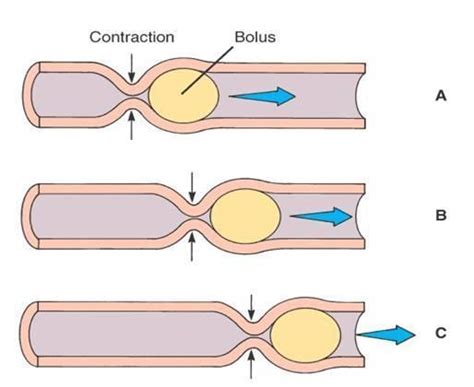 Define peristalsis. Explain with the help of a diagram - Brainly.in