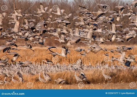 Sandhill Cranes stock image. Image of cranes, migration - 22241577 - migration of sandhill cranes