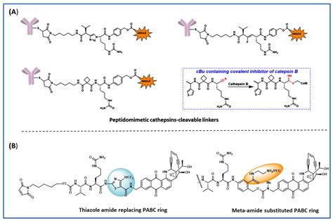 Lysosomal-Cleavable Peptide Linkers in Antibody–Drug Conjugates