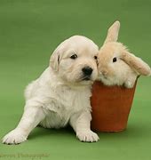 Image result for Cute Pictures Bunny and Puppy