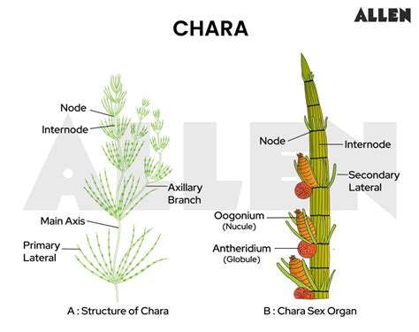 Chara Algae Life Cycle Reproduction In Algae (3 Types Of Reproduction)