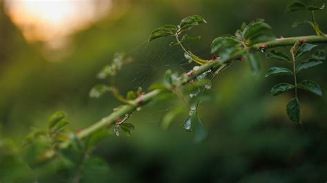 Charlie Kirk Wallpaper Photos, Download The BEST Free Charlie Kirk ...