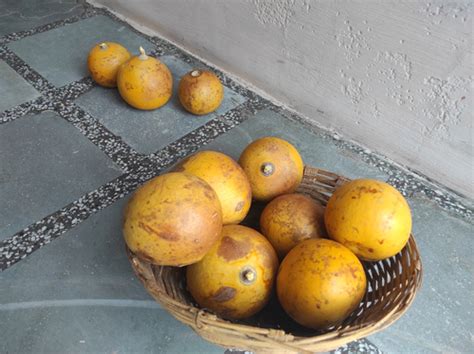 Bel Patra - Significance, Religious Meaning & 16 Benefits of Bel Patra