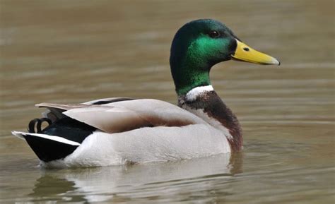 Image result for Animals Using Sign Language