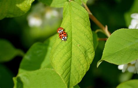 Image result for Ladybug Insect Flying
