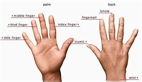 Identification Marks ( Moles ) : Parts of The Body