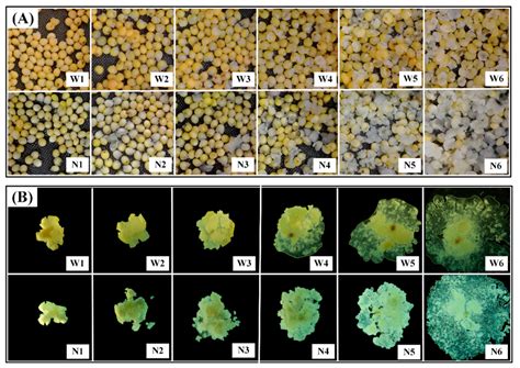 Changes in Morphological and Physicochemical Properties of Waxy and Non ...