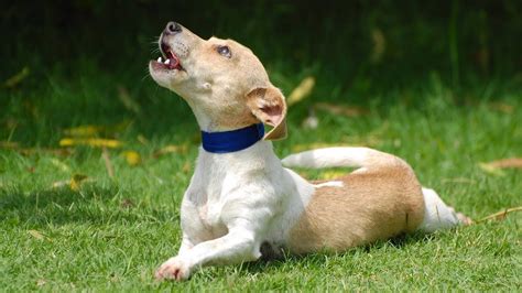 Image result for Dogs Barking