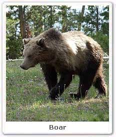 Boar, Boar in India, Boar in Bandhavgarh National Park - Eco India