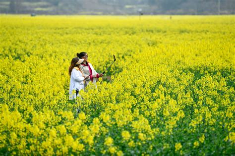 Photos Chine : des fleurs de colza au Guizhou — Chine Informations
