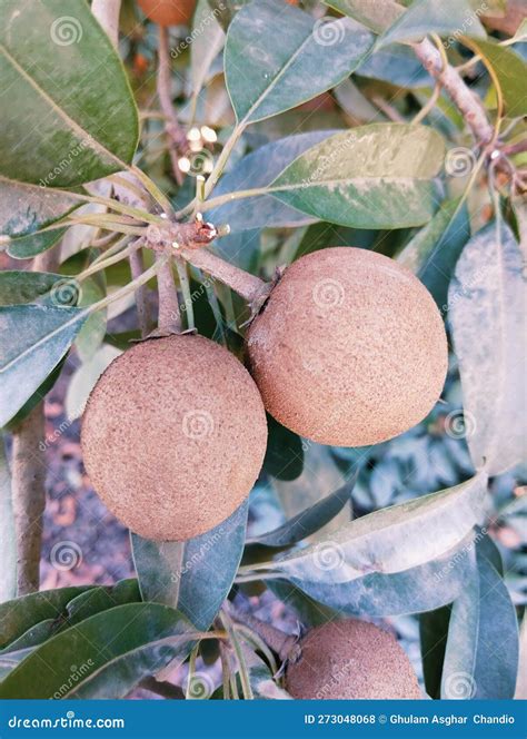 Chico Manilkara Zapota Sapota Sapodilla Fruit on Tree Food Sapoche ...