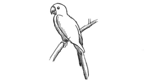Image result for Parrot Simple Line Drawing Front Veiw
