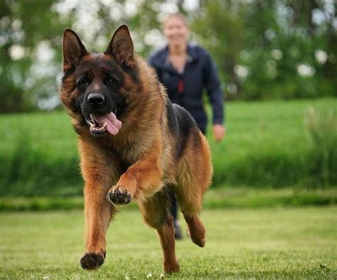 Image result for German Shepherd Exercise Chart