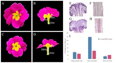 Morphological Characteristics and Identification of Key Genes ...