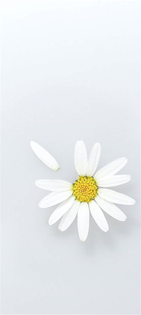 White Phone Wallpapers - 4k, HD Backgrounds on WallpaperBat