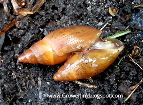 Garden Adventures: Creature Feature - the "good" snail