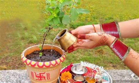 Tulsi Pujan Diwas 2024: तुलसी पूजन दिवस आज, जानिए शुभ मुहूर्त और पूजा ...