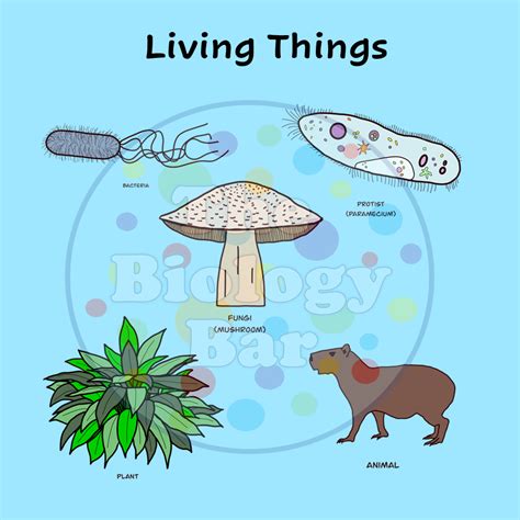 Biology Word Clip Art 的图像结果