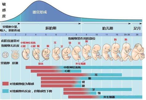 孕33周胎儿体重多少是正常的-有来医生