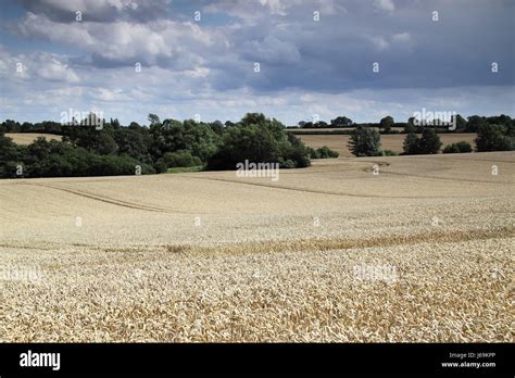 Field 的图像结果