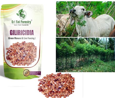 Gliricidia Sepium Seeds for Green Manure, Live Fencing and Fodder – SRI ...
