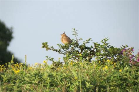 Birds in Kaas Valley - Picture of Kaas Plateau, Satara - TripAdvisor