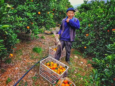 一天卖出8000斤橙子！三峡移民30年“种出”3个亿元村_长江云 - 湖北网络广播电视台官方网站