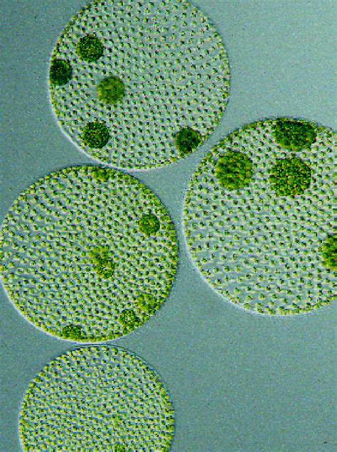 Image result for microalgae