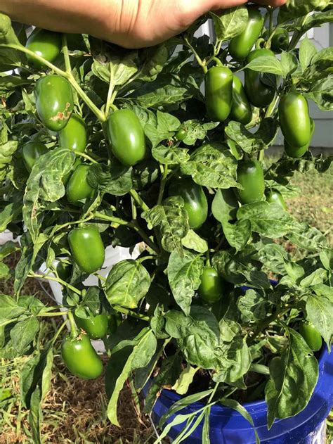 How To Grow Jalapenos In A Container at Dorothy Logan blog