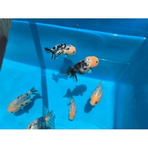Jual Ikan Hias Mas Koki Ranchu Sapi / Calico Grade Fancy Quality - 4-6 ...