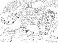ausmalbilder jaguar ausdrucken gro 223 er jaguar ausmalbild ausmalbilder ausmalen ausmalbilder jaguar ausdrucken gro 223 er jaguar ausmalbild ausmalbilder ausmalen