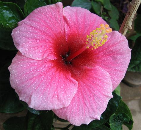 How to Care for Hibiscus Plants – The Ultimate Guide - TopBackyards
