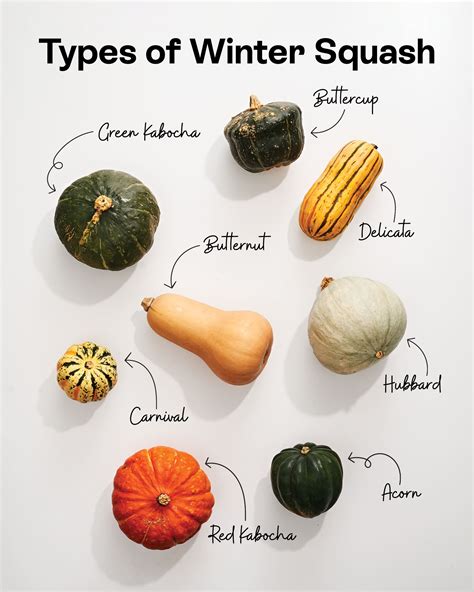 Butternut Squash Identification at Oscar Godson blog