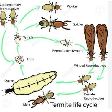 Termite | Pest Library