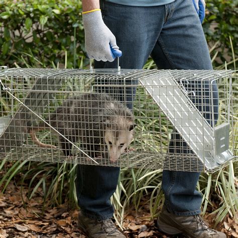 Havahart 1045SR Large 2-Door Humane Catch and Release Live Animal Trap ...