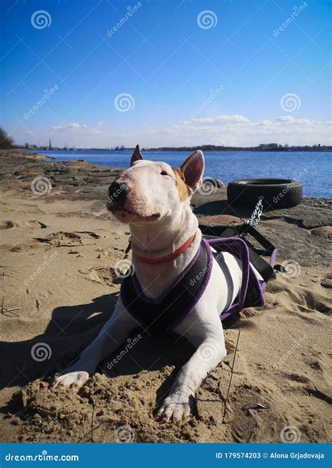 Beautiful Masculine White English Bull Terrier Dog Bullterrier Breed ...