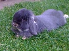 Image result for Otter Mini Lop