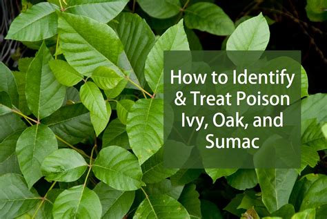 Poison Ivy Rash Vs Poison Oak Rash Pictures at Angela Williamson blog