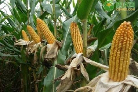 今日玉米价格多少钱一斤？2020年10月玉米价格行情预测 - 行业信息 - 智慧农业统一门户_打造怀宁特色全域智慧农业系统平台