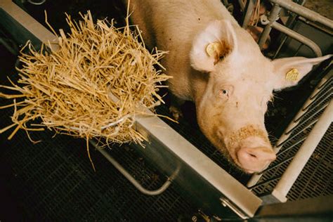 Fit für die Zukunft: Junger Sauenhalter investiert in mehr Tierwohl ...