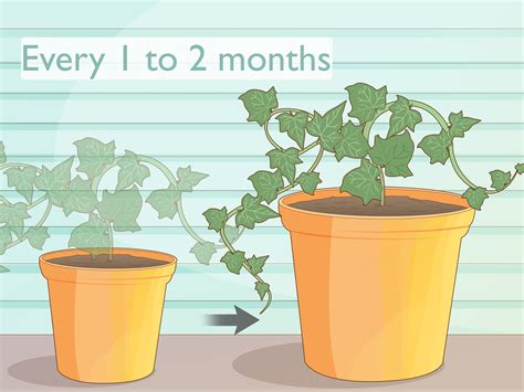 How to Grow Ivy from Cuttings: A Step-By-Step Guide