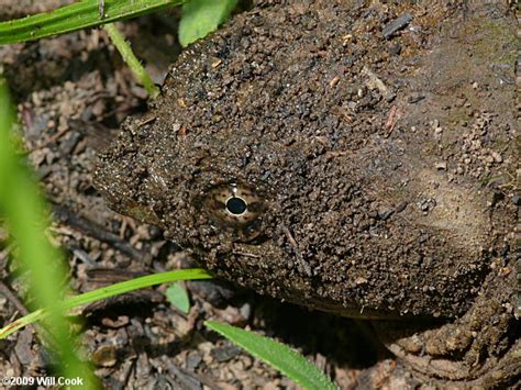 Image result for Snapper Turtle