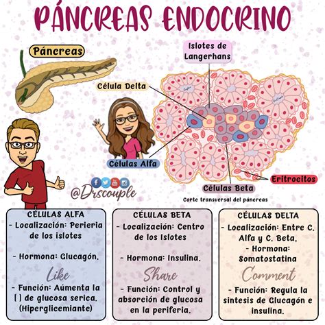 Pancreas Endocrino | Flashcards, Cards