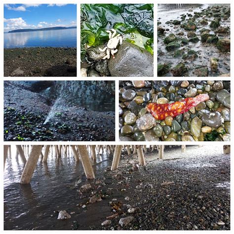 Low Tide at Owen's Beach : r/Tacoma