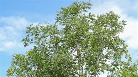 Fannin Tree Farm Price List