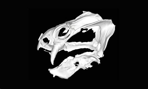 Pig-like animal discovered that roamed Earth 250-million years ago - Earth.com